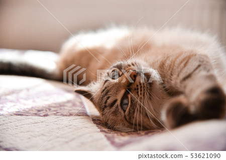cat lies on a bed and is heated under sunshine  53621090