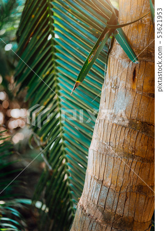 Beautiful palm trees at the beach on the paradise islands Seychelles Beautiful palm trees at the beach on the paradise islands Seychelles 53621953
