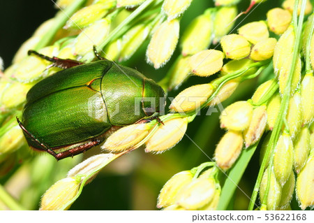 很棒的玻璃 很棒的玻璃 53622168