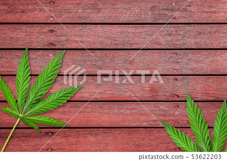 Cannabis or hemp leaves on old red wooden table Cannabis or hemp leaves on old red wooden table 53622203