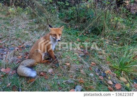 european red fox (vulpes vulpes) european red fox (vulpes vulpes) 53622387