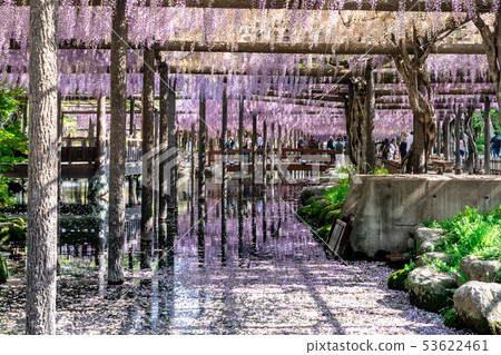 Wisdom swaying in the wind Tennogawa Park 53622461