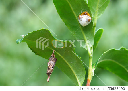 Torino Fundamesi (female) and the minimushi Torino Fundamesi (female) and the minimushi 53622490
