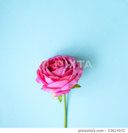 Pink rose closeup on a blue background Pink rose closeup on a blue background 53623032