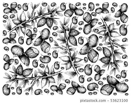 Hand Drawn Background of Japanese Chestnuts and Hand Drawn Background of Japanese Chestnuts and 53623100