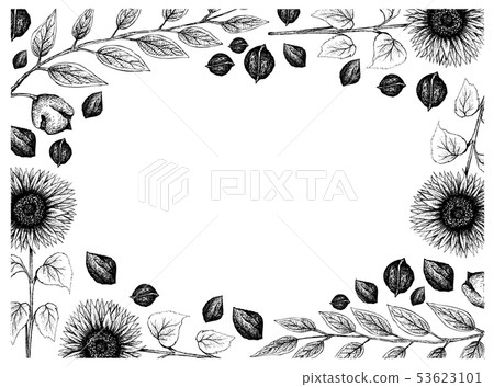 Hand Drawn Frame of Sunflowers and Black Walnuts Hand Drawn Frame of Sunflowers and Black Walnuts 53623101
