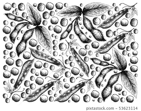 Hand Drawn of Snow Peas and Soybeans Background Hand Drawn of Snow Peas and Soybeans Background 53623114
