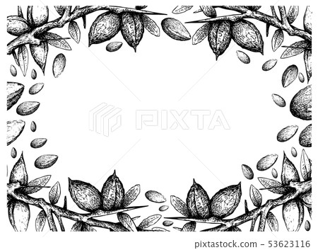 Hand Drawn Frame of Argan Seeds Background Hand Drawn Frame of Argan Seeds Background 53623116