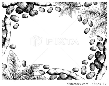 Hand Drawn Freame of Fava Beans and Castor Beans 53623117