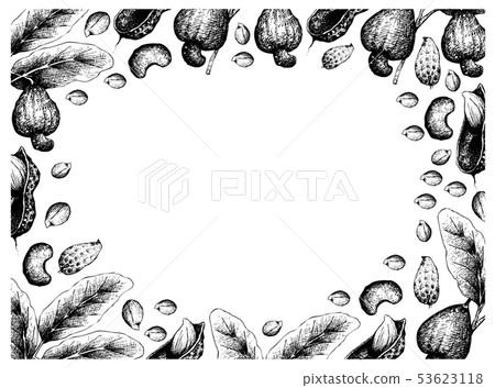 Hand Drawn Frame of Fresh Cashew Nuts and Peanuts Hand Drawn Frame of Fresh Cashew Nuts and Peanuts 53623118