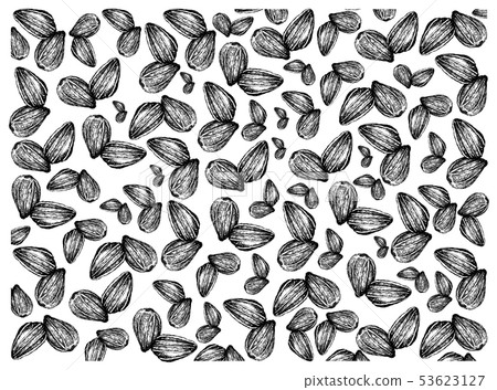 Hand Drawn of Sunflower on White Background 53623127