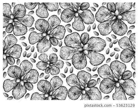 Hand Drawn of Terminalia Catappa Fruits Background 53623129