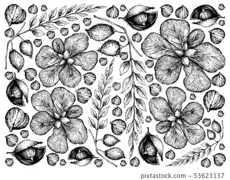 Hand Drawn Background of Terminalia Catappa Fruits 53623137