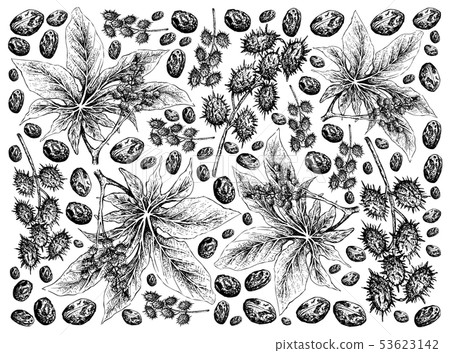 Hand Drawn of Castor Beans on White Background Hand Drawn of Castor Beans on White Background 53623142