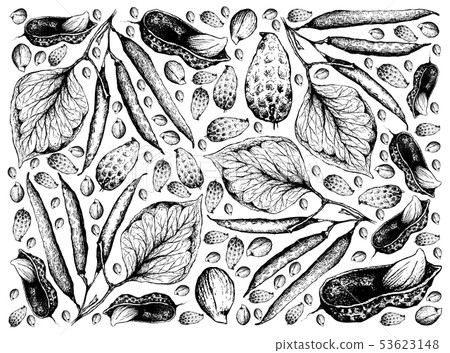 Hand Drawn of Peanuts and Green Beans Background 53623148