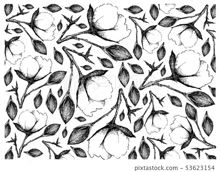 Hand Drawn of Cotton Flowers with Buds Background 53623154