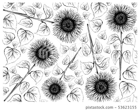 Hand Drawn of Sunflower on White Background 53623155
