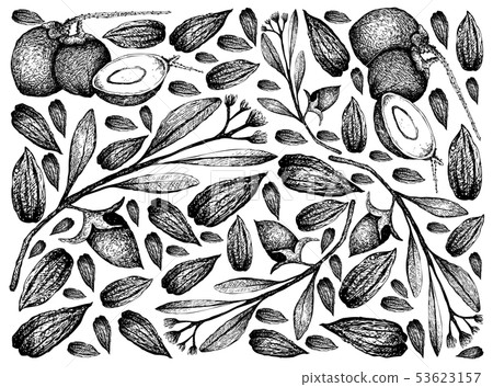 Hand Drawn of Jojoba Nuts and Coconut Fruits 53623157