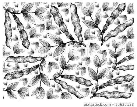 Hand Drawn of Fresh Fava Beans Background 53623158