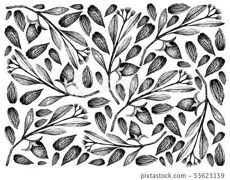 Hand Drawn of Jojoba Nuts and Seeds Background 53623159