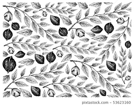 Hand Drawn Sketch of Black Walnuts Background 53623160