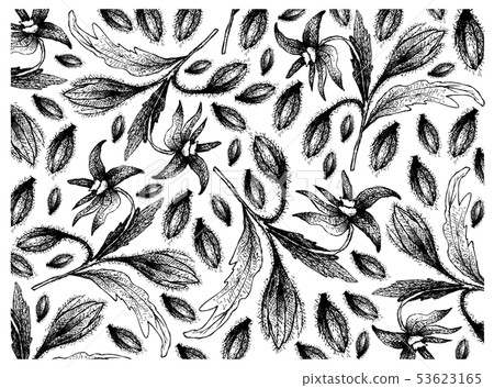 Hand Drawn of Borage Seeds on White Background Hand Drawn of Borage Seeds on White Background 53623165