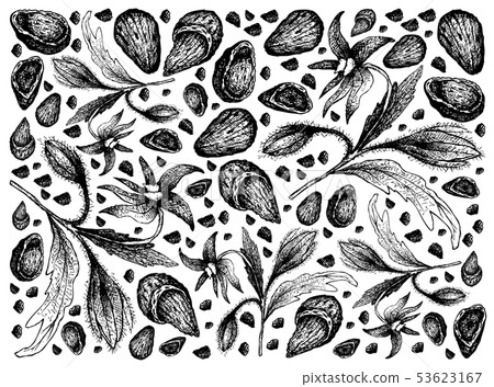 Hand Drawn of Borage Seeds and Almonds Background Hand Drawn of Borage Seeds and Almonds Background 53623167