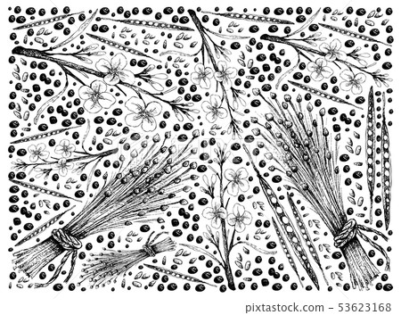 Hand Drawn of Canola and Flax Seeds Background 53623168