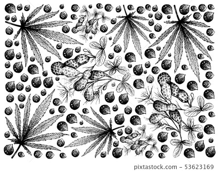 Hand Drawn of Hemp Leaved and Peanuts Hand Drawn of Hemp Leaved and Peanuts 53623169