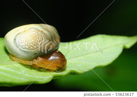 Otorino Fundamesi (female) 53623617