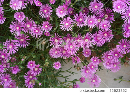 Early summer flowers Early summer flowers 53623862