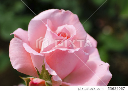 Princess Aico 53624067