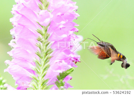 Hoshi Hojak and Hanatoranoo flowers 53624192