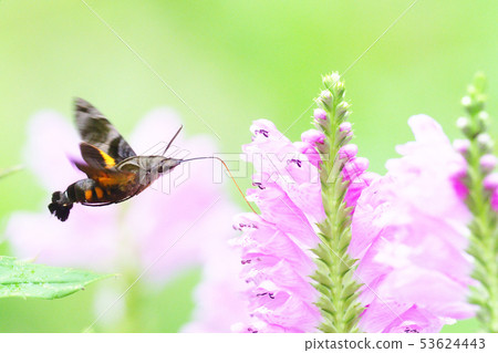 Hoshi Hojak and Hanatoranoo flowers Hoshi Hojak and Hanatoranoo flowers 53624443