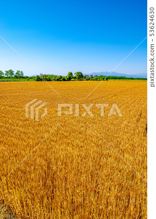 Wheat field and blue sky [Kamisato-cho, Saitama Prefecture] 53624630