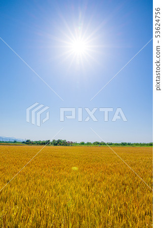 Wheat field and blue sky [Kamisato-cho, Saitama Prefecture] 53624756