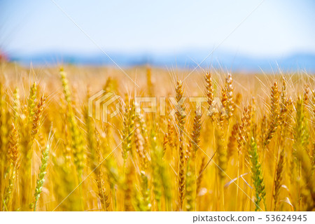 Image of wheat field [Kamisato-cho, Saitama Prefecture] 53624945