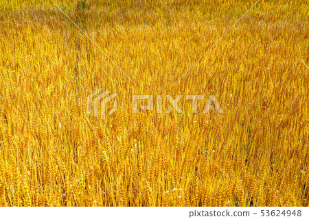 Image of wheat field [Kamisato-cho, Saitama Prefecture] 53624948