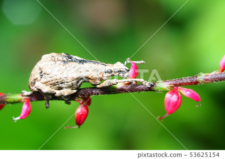Flower of the weevil and the flower 53625154