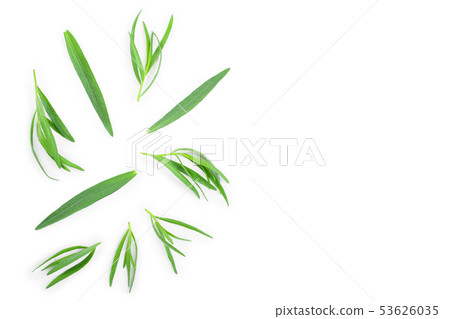 tarragon or estragon isolated on white background with copy space for your text. Artemisia tarragon or estragon isolated on white background with copy space for your text. Artemisia 53626035
