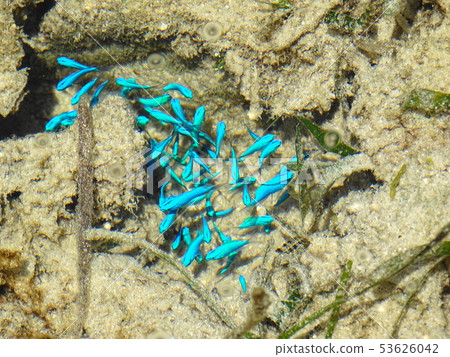 Iriomote Island tide pools Iriomote Island tide pools 53626042