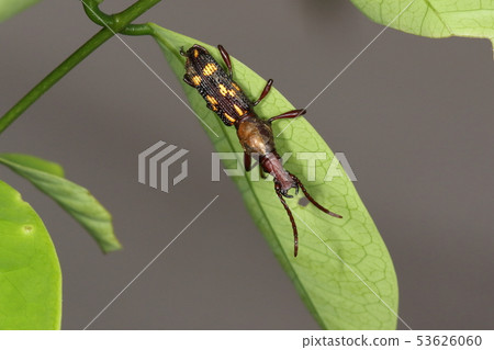 Creatures Insect Yaeyama Beetle, female is an ordinary weevil face, but males are armed with large jaws 53626060