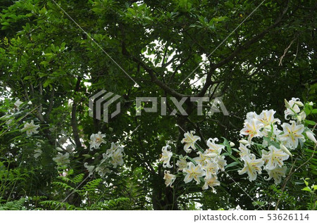 鈴蘭群（科學名稱Lilium auratum） 53626114