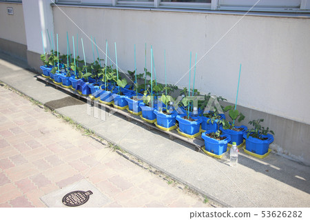 Primary school farm Primary school farm 53626282