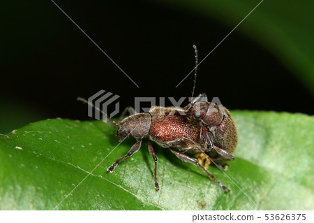 生物昆蟲紅頸鯛甲蟲，五月石垣島。在這里和那裡進行交配 53626375