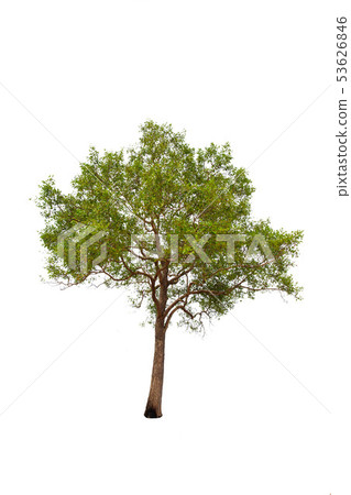 isolated big tree on White Background. isolated big tree on White Background. 53626846