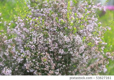 Janome Erika 53627161