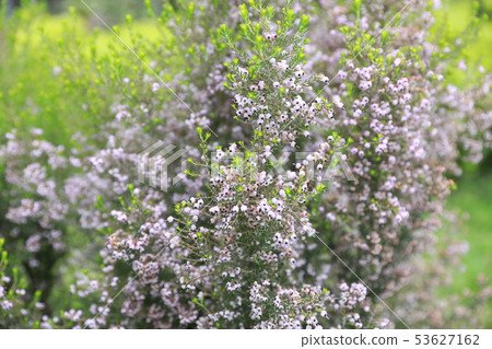 Janome Erika 53627162