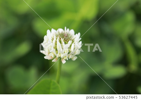 白三葉草 53627445