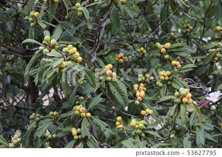 Loquat Loquat 53627795